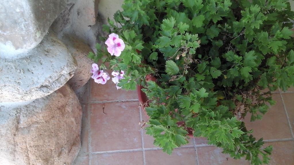 Villa Renzo E Lucia Sant Isidoro  Ngoại thất bức ảnh