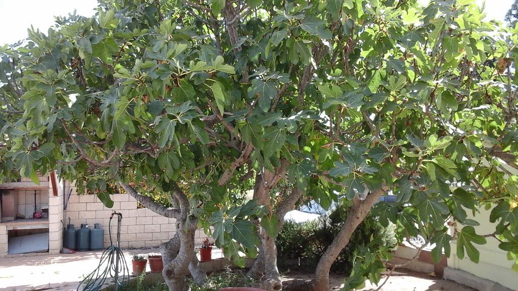 Villa Renzo E Lucia Sant Isidoro  Ngoại thất bức ảnh